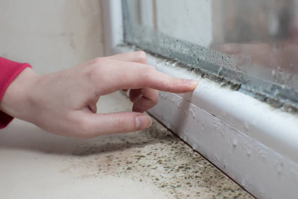 Mold Remediation for Rental Properties in Warrior, AL